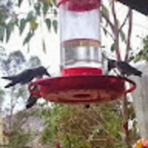 Meet your Posher, Lori